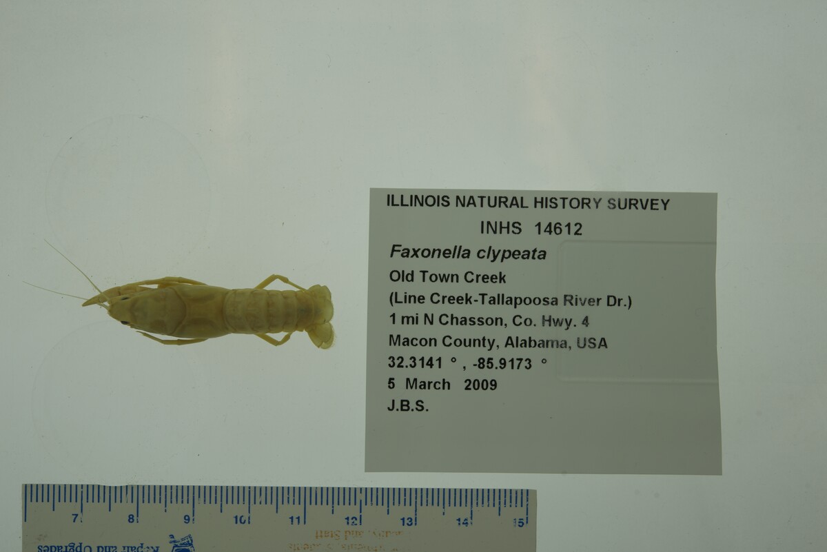 Faxonella image